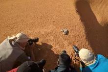 Cerastes cerastes, the superstar, Jebil National Park