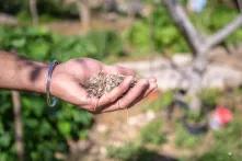 Les posidonies séchées, répandues sur l’ensemble du jardin de Dar Emmima, permettent de combattre les effets de la sécheresse. Crédit : Driss Rejichi