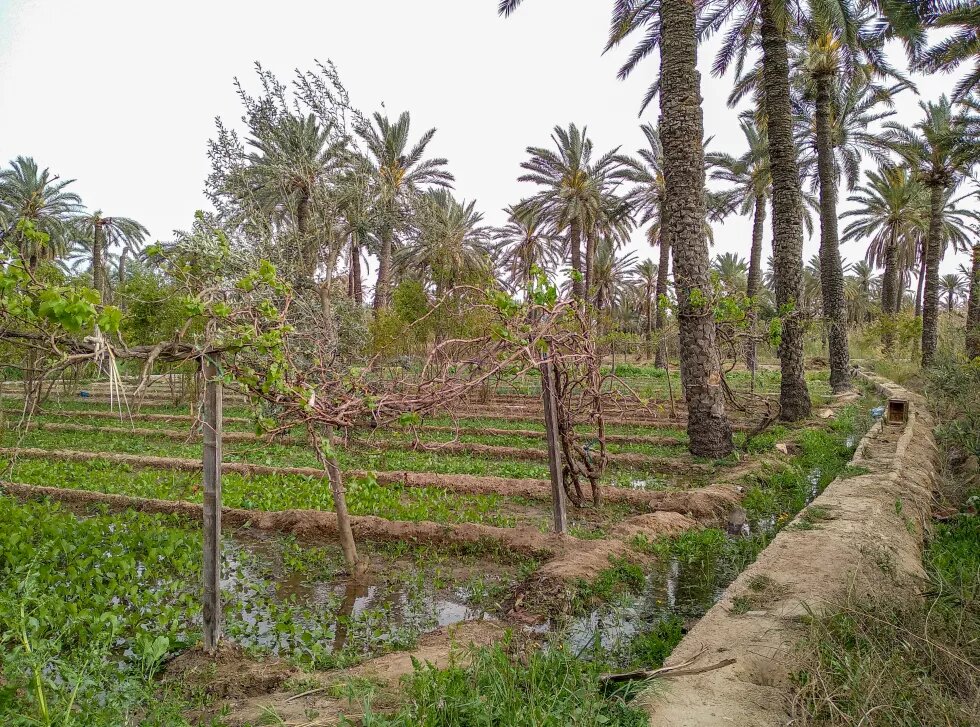 Parcelle irriguée dans l'oasis de Chenini, Gabes. 