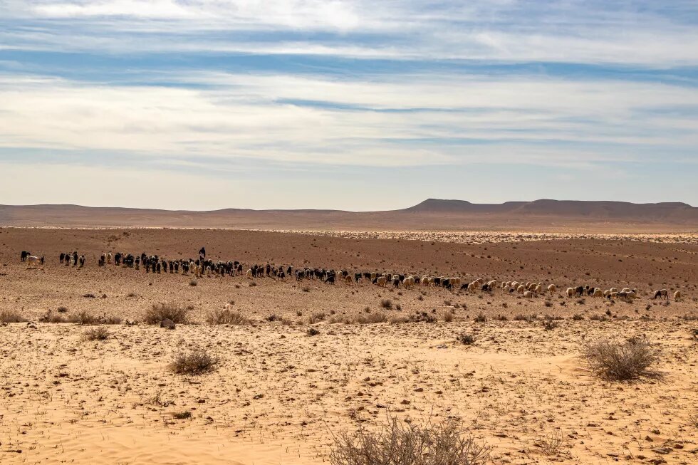 Terre tribale pour le patûrage, région du Dhaher, Kebili. 