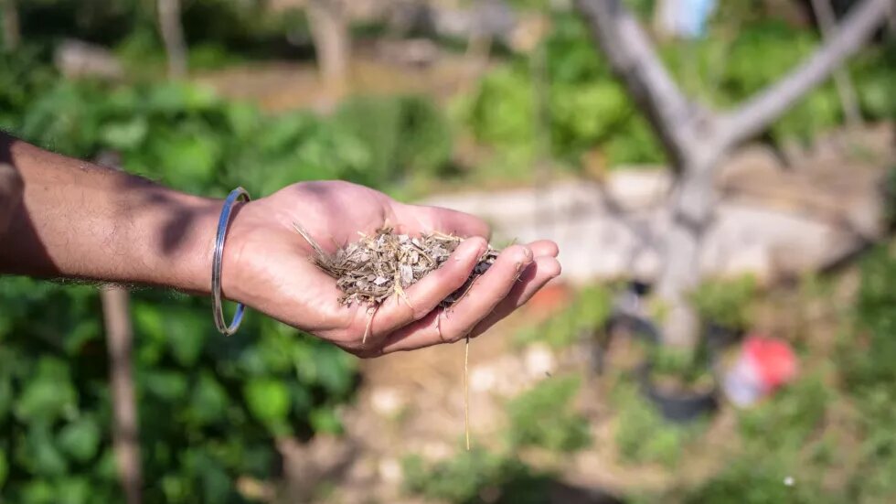 Les posidonies séchées, répandues sur l’ensemble du jardin de Dar Emmima, permettent de combattre les effets de la sécheresse. Crédit : Driss Rejichi